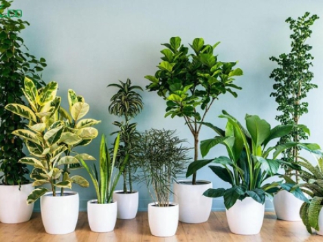 10+ loại cây cảnh trong nhà hợp phong thủy và tốt cho sức khỏe